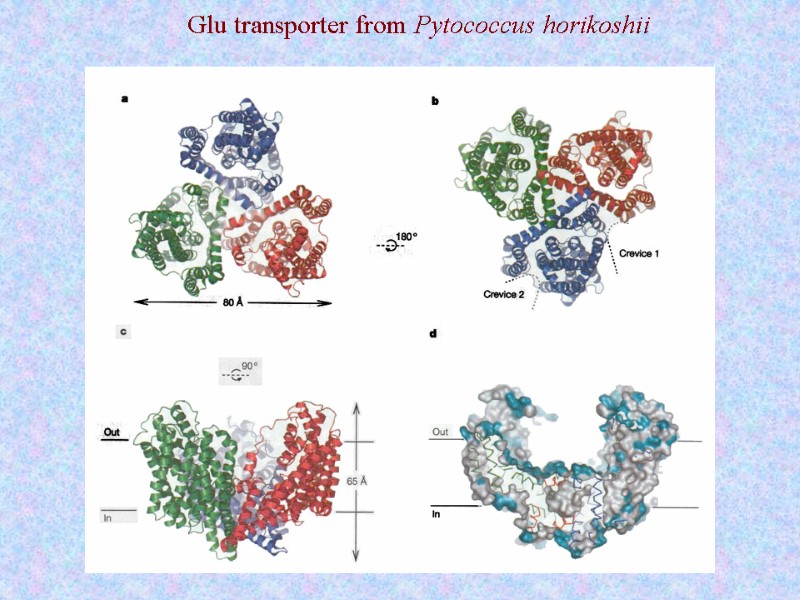 Glu transporter from Pytococcus horikoshii